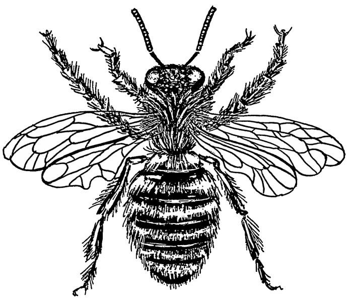File:Bee (PSP).svg