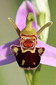 Flower of Ophrys apifera. Sepals, petals, labellum, column, and pollinia are all visible.