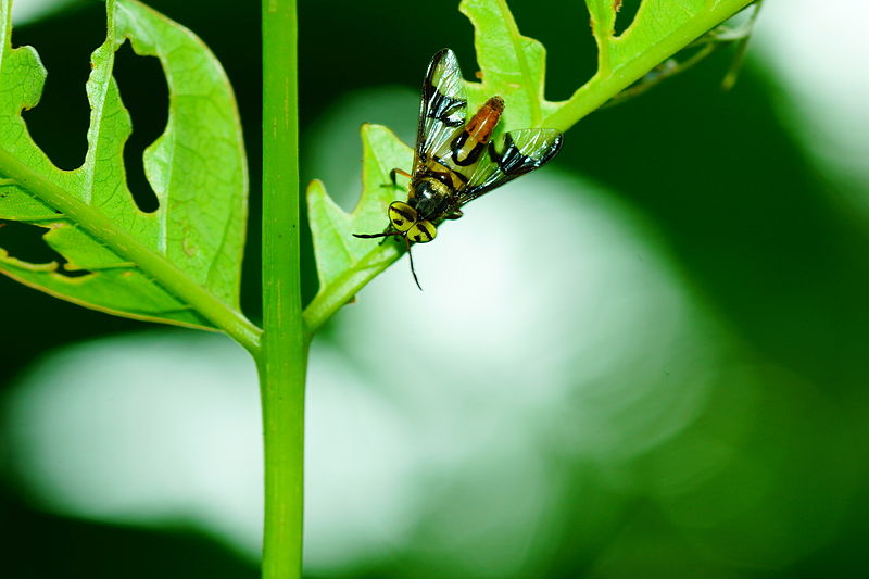 File:Beefly 04211.jpg