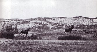 Лоси (Alces alces) в дюнах, 1900