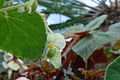 Begonia subvillosa Klotzsch 03.jpg