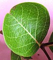 Bengal currant (Carissa carandas) leaf.jpg