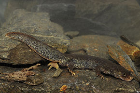 Descrierea imaginii BennyTrapp Montseny-Gebirgsmolch Calotriton arnoldi Montseny-Gebirge Spanien.jpg.