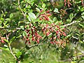 Berberis vulgaris (Berberitze)