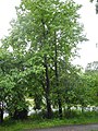 image=https://commons.wikimedia.org/wiki/File:Bergpark_Wilhelmshöhe_-_Baum_2_2019-05-17.JPG