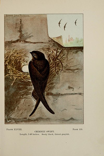 File:Bird-life; a guide to the study of our common birds (1898) (14563085370).jpg