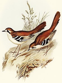 Bird illustration by Elizabeth Gould for Birds of Australia, digitally enhanced from rawpixel's own facsimile book616 Drymodes superciliaris.jpg