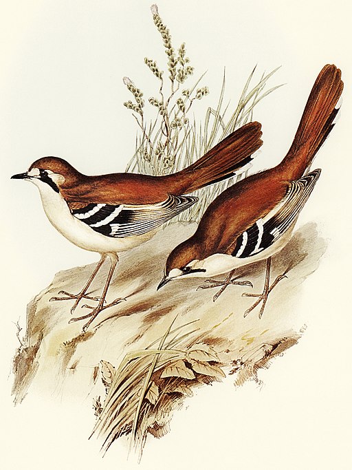 Bird illustration by Elizabeth Gould for Birds of Australia, digitally enhanced from rawpixel's own facsimile book616 Drymodes superciliaris