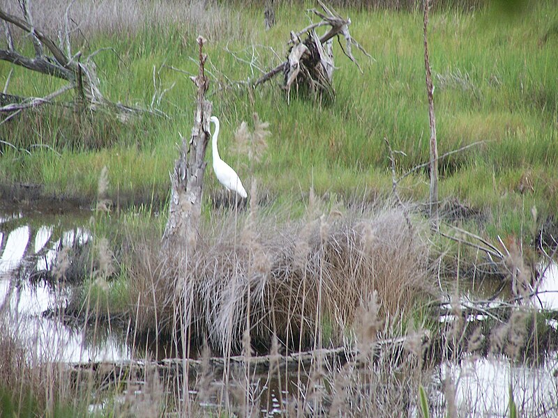 File:Bird on the hunt for food (5816338345) (2).jpg