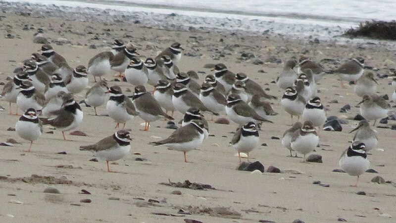 File:Birds-8159, Dingle Peninsula, Co. Kerry, Ireland.jpg