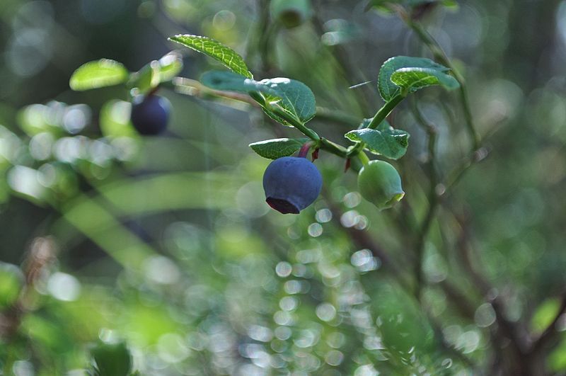 File:Blåbär, Blueberry.jpg