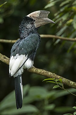 Zwart-witte neushoornvogel - Kakamega Kenya 06 1778 (16407565342) .jpg