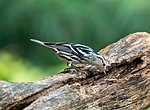 Thumbnail for File:Black-and-white warbler in Central Park (43602).jpg