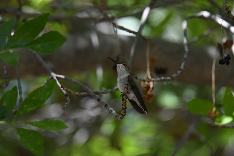 File:Black-chinned hummingbird Patagonia Lake 4.12.22 DSC 9169.jpg