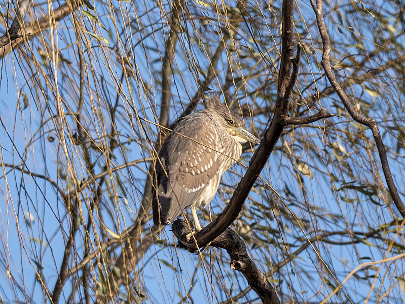 File:Black-crowned night-heron in Beijing Chaoyang park.jpg