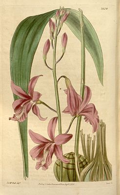 Bletia patula, illustration from Curtis's Botanical Magazine