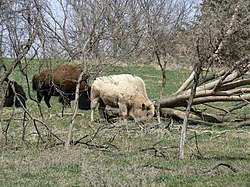 A white buffalo at the Lee G. Simmons Conservation Park and Safari in Ashland, Nebraska. This animal is not a true white buffalo, being 1/16 Charolais cattle. It is expected that its coat will darken as it matures. Blonde bison 2.jpg