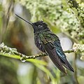 * Nomination Blue-throated starfrontlet (Coeligena helianthea helianthea) male --Charlesjsharp 08:37, 10 September 2023 (UTC) * Withdrawn This seems sharp, but noisy? I'm not confident enough to make a pronouncement either way, but I wanted to leave the comment. It is a beautiful pic, though. --Pdanese 19:19, 11 September 2023 (UTC) I withdraw my nomination Yes, noise from very high ISO. Charlesjsharp 09:19, 16 September 2023 (UTC)