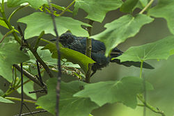 Blue Mockingbird - Sinaloa - Mexico S4E1106 (17200310691).jpg