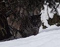 Bobcat-under-tree-snow - West Virginia - ForestWander.jpg