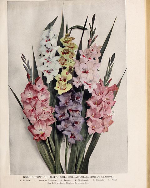 File:Boddington's quality bulbs, seeds and plants BHL45196575.jpg