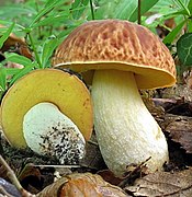 Bolet chauve (Hemileccinum depilatum), comestible moyen.