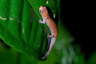 Nauta salamander Species of amphibian