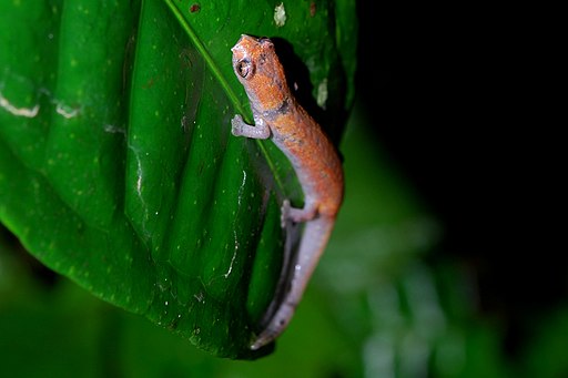 salamandra amazonica, anfibios del amazonas