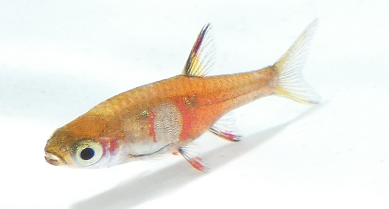 File:Boraras naevus.png