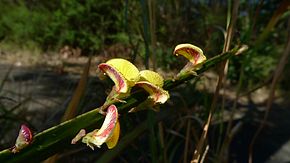 Beschrijving van de Bossiaea ensata.jpg afbeelding.