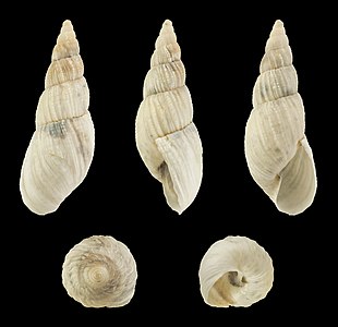 Bostryx cf. lesueureanus