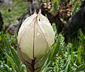 Flower of Uttaranchal Praant (Hindustan)