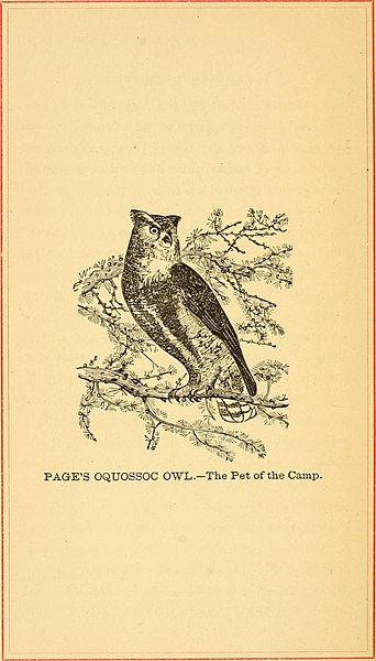 File:Brook trout fishing; an account of a trip of the Oquossoc Angling Association to northern Maine in June, 1869 (1869) (20419198725).jpg