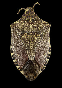 Brown marmorated stink bug (Halyomorpha halys) - Back - USGS Bee Inventory and Monitoring Laboratory.jpg