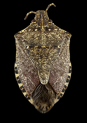 Focus stacking image of Halyomorpha halys.