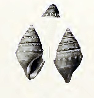 <i>Acanthodaphne abbreviata</i> species of Gastropoda