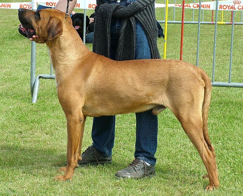 Mastiff tosa hot sale