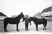 File:Bundesarchiv_Bild_134-C1258,_Tsingtau,_Zugtiere_einer_Marine-Feldbatterie.jpg