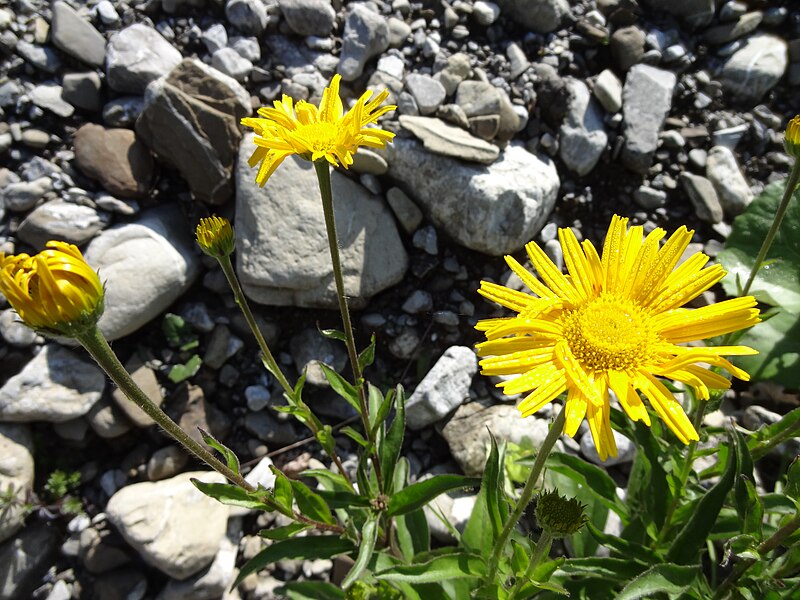 File:Buphthalmum salicifolium L. (7477208456).jpg