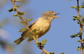 Burnt-necked eremomela, Eremomela usticollis, at Mapungubwe National Park, Limpopo, South Africa (17718134259).jpg