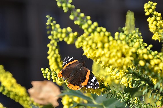 Butterfly on yellow flower, spring in France