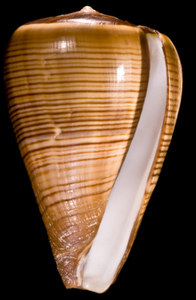 Image result for conus shell