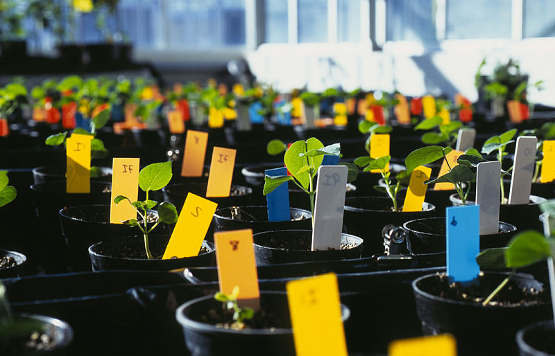 File:CSIRO ScienceImage 3366 Cotton seedlings in glasshouse.jpg