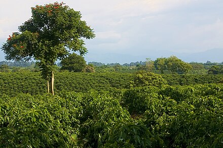 Coffee Cultural landscape of Colombia