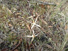 Caladenia microchila 01.jpg