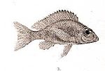 Miniatura per Callochromis macrops