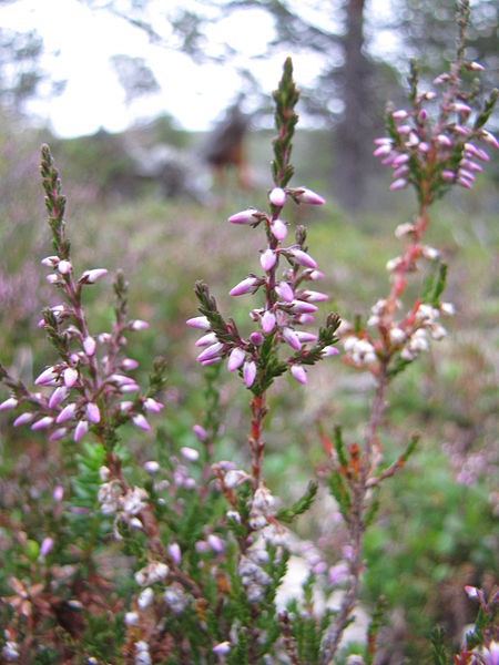 File:Calluna vulgaris.jpg