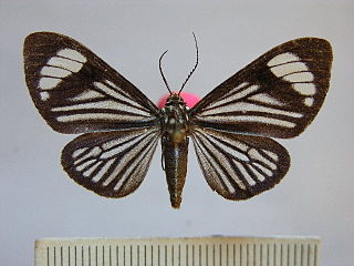 <i>Calodesma uraneides</i> Species of moth