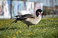 * Nomination Canada Goose at Downsview Park --Fabian Roudra Baroi 03:10, 10 August 2023 (UTC) * Promotion Good quality --Michielverbeek 03:51, 10 August 2023 (UTC)