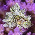 * Nomination Hairy red hermit crab (Dardanus lagopodes), Red Sea, Egypt --Poco a poco 08:21, 8 July 2023 (UTC) * Promotion  Support Good quality. --Grunpfnul 08:41, 8 July 2023 (UTC)